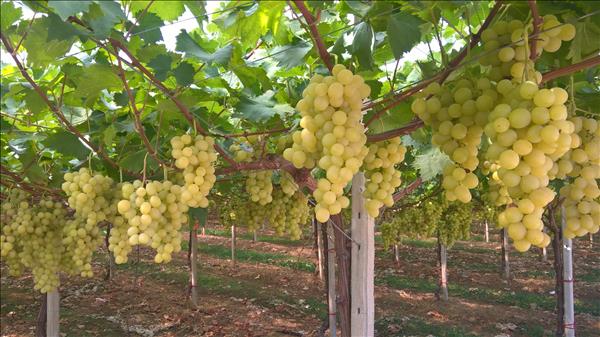 Table Grape Symposium  La parola dei Global Player dell’uva da Tavola